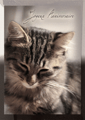Un chat enchanteur pour un anniversaire